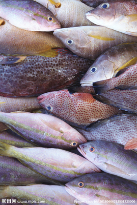 水產(chǎn)品 餐飲美食中的瑰寶，水產(chǎn)魚攝影圖賞